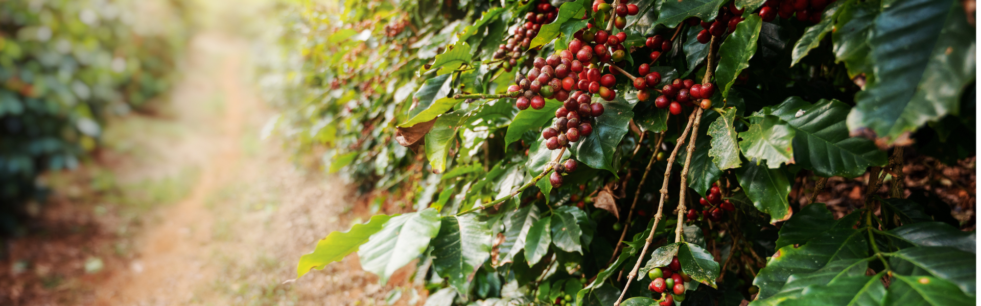 Certified Organic Coffee - why it's Good for You and the Environment