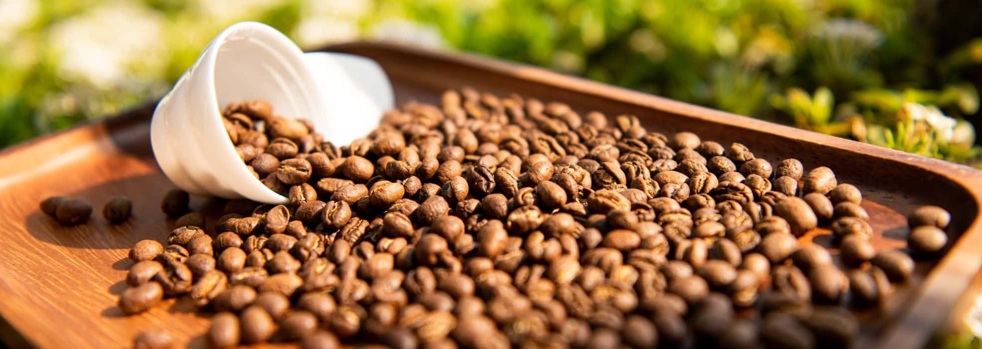 What are Peaberry Coffee Beans?