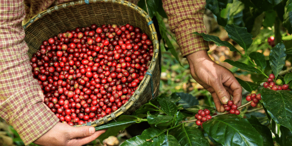 future of coffee beans cover image